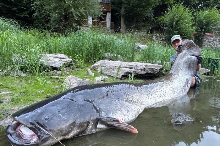 Pemburu Ikan Ceko Pecahkan Rekor dengan Tangkap Lele Raksasa 2,68 Meter