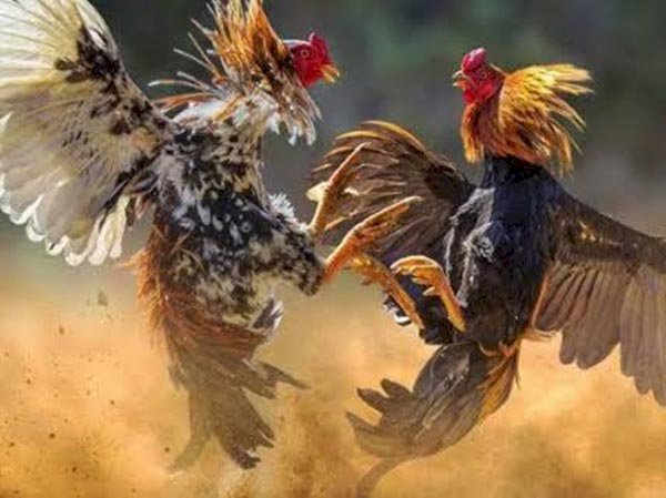 Gegara Gerebek Sabung Ayam, Tiga Anggota Polres Way Kanan Gugur