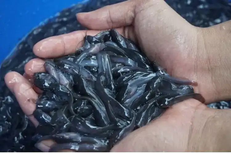 Bibit lele unggul untuk cara ternak lele 1000 ekor dengan ciri-ciri fisik yang sehat